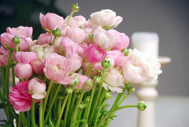 Persian buttercup, Ranunculus Asiaticus, Turban Buttercup, Persian Crowfoot, spring flowering bulb, fall flowering bulb
