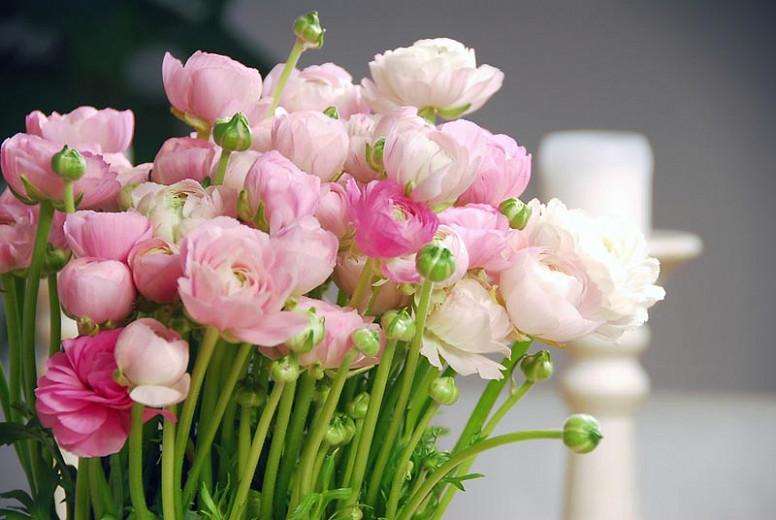 Ranunculus Persian Buttercup