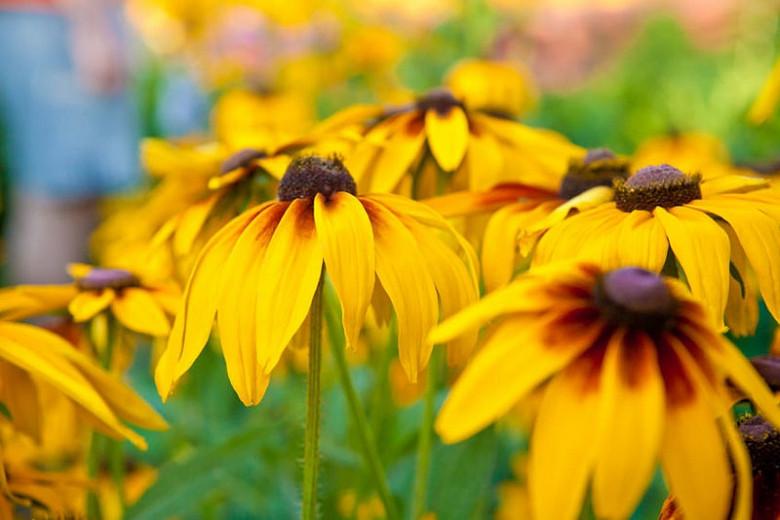 Rudbeckia Hirta Black Eyed Susans
