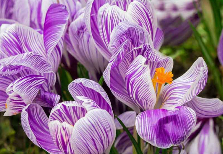 Crocus vernus (Dutch Crocus)