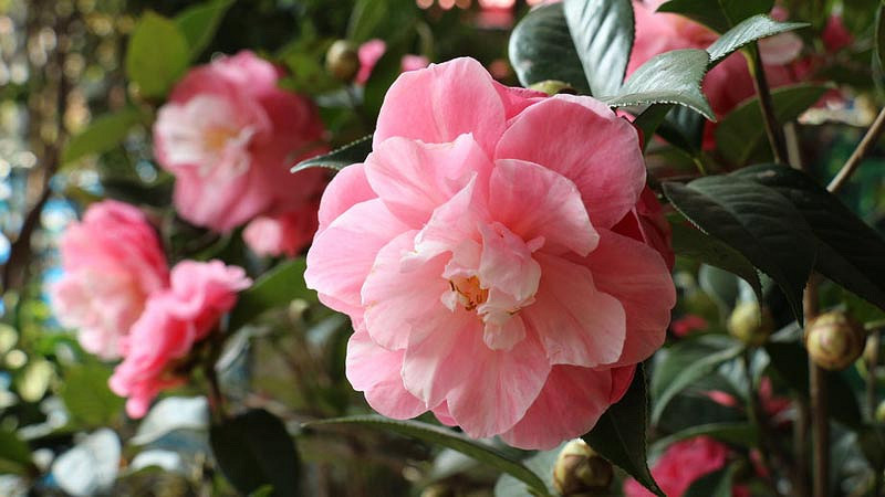 Camellias - All you Need to Know