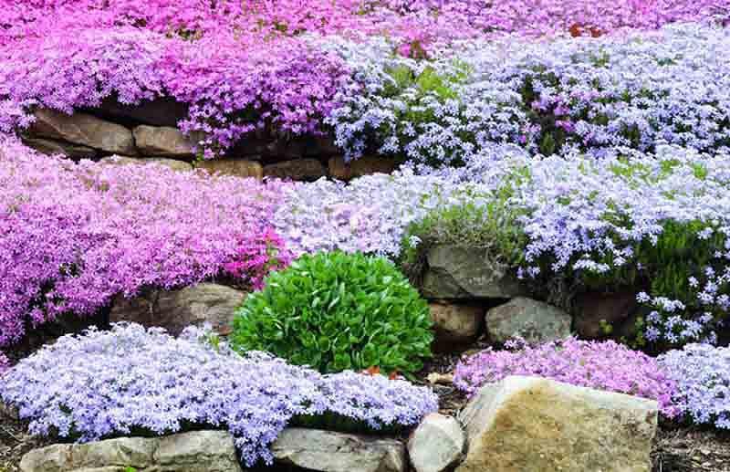 Phlox Subulata Creeping, Pink And White Ground Cover Plants