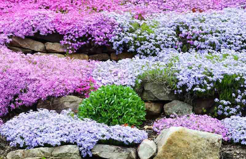 Creeping Phlox, Moss Phlox, Moss Pink, Mountain Phlox, Flower carpet, groundcover, ground cover, purple flowers, pink flowers, blue flowers, white flowers
