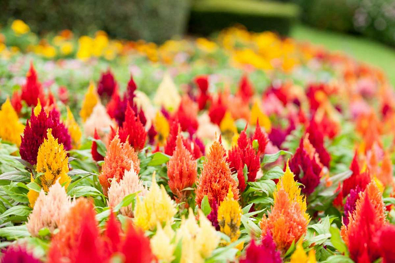 All you need to know about Celosia