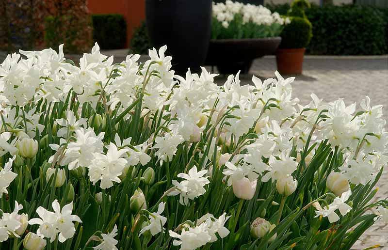 Narcissus triandrus seeds Narcissus triandrus seeds