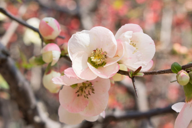 How To Grow And Care For Flowering Quince atelieryuwa.ciao.jp