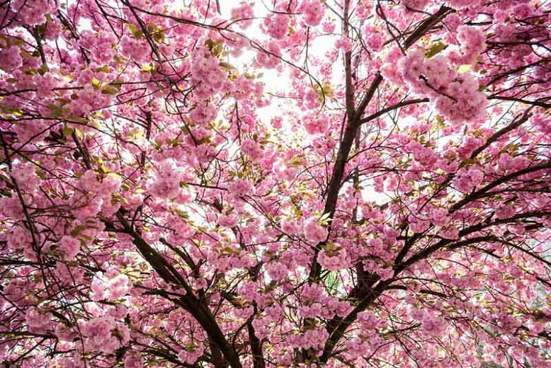 Prunus serrulata, Japanese Flowering Cherry, Oriental Cherry, Spring flowers, White flowers, Pink flowers, fragrant flowers, Hill Cherry