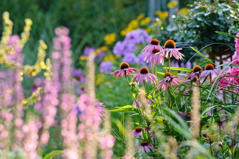 Coneflowers, Echinacea, Echinacea Purpurea, Purple Coneflower, Echinacea Hybrids, Coneflowers, Cone flowers, Coneflower, Drought tolerant plants