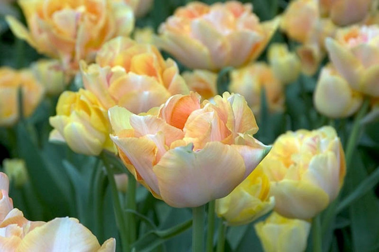 Double Late Tulips