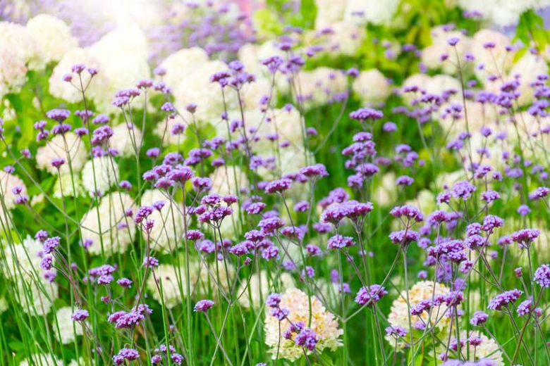 Image of Verbena midsummer blooming perennial