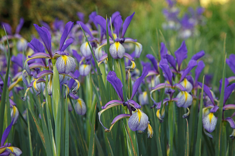 Iris Spuria (Blue Iris)