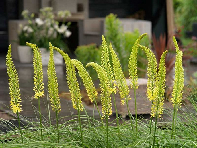 Eremurus (Foxtail Lily)