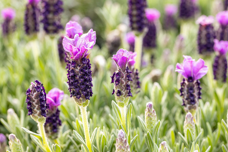 Spanish Lavender (Lavandula stoechas)
