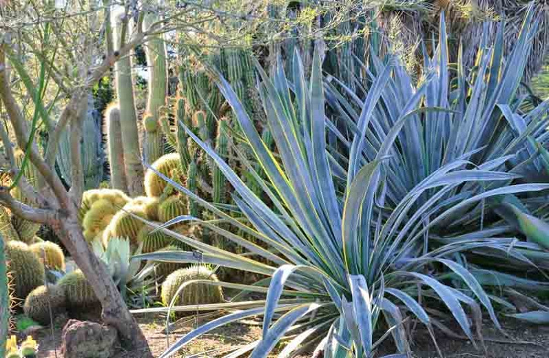 Agaves