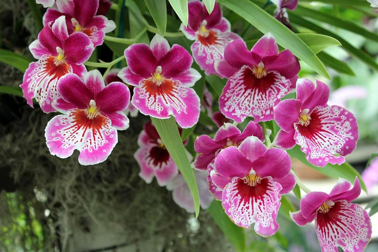 Miltoniopsis, Pansy Orchids, Easy to grow Orchids, Home Orchids