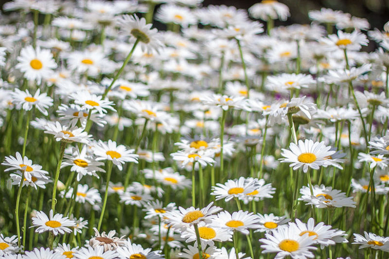 Leucanthemum x superbum (Shasta Daisy)