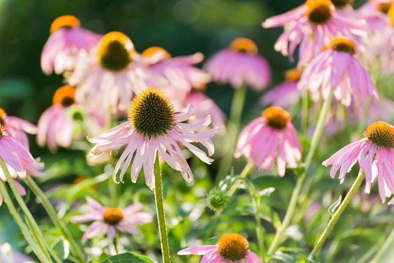 Echinacea (Coneflowers)