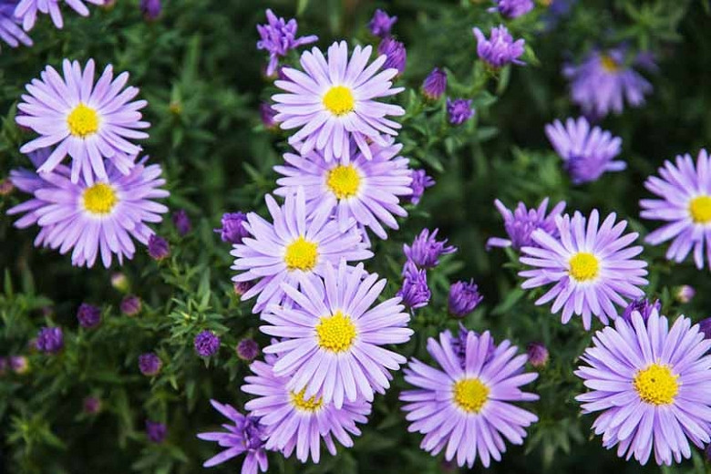 Image of Aster amellus (Italian Aster) plant