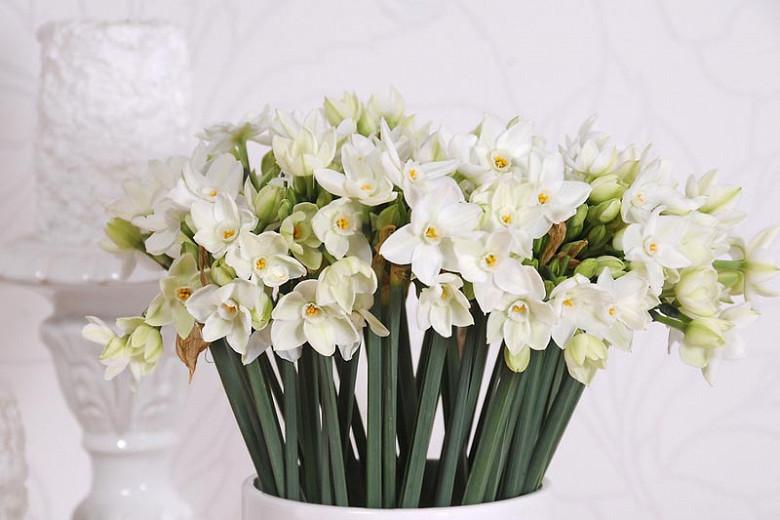 chinese narcissus bulbs