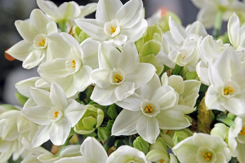 Paperwhite Narcissus (Daffodils)