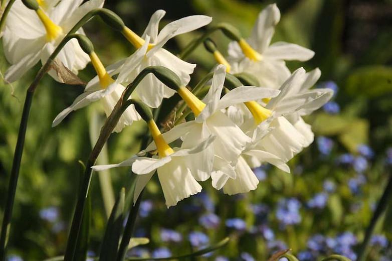 Jonquilla Narcissus Group