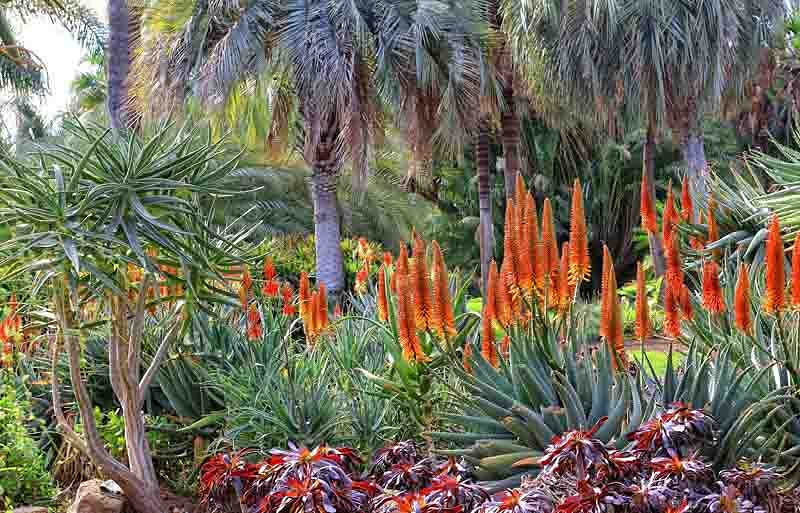Aloes, Aloe arborescens, Aloe ferox, Aloe striata, orange flowers, yellow flowers, drought tolerant plants, succulents, desert plants