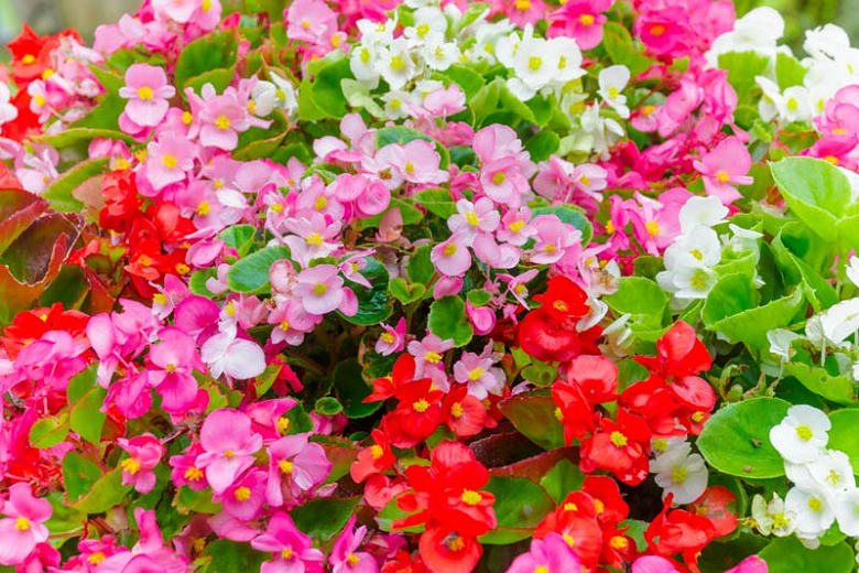 Image of Begonia companion plant for sunpatiens
