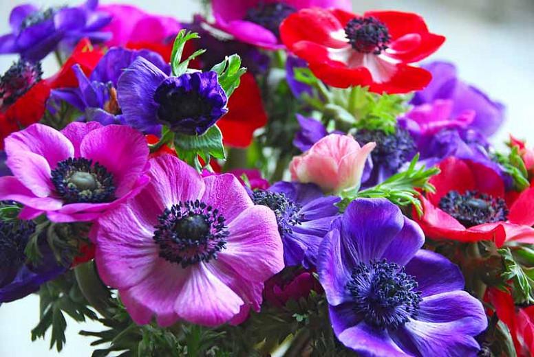 Anemone Coronaria Poppy Anemone Anemone Coronaria Poppy Anemone