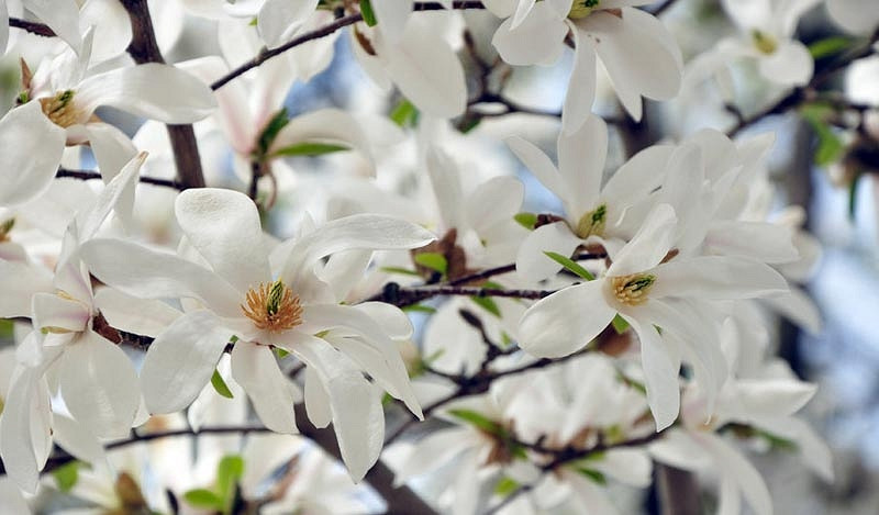 Magnolia stellata, Star Magnolia, White magnolia, Winter flowers, Spring flowers, White flowers, fragrant trees, fragrant flowers