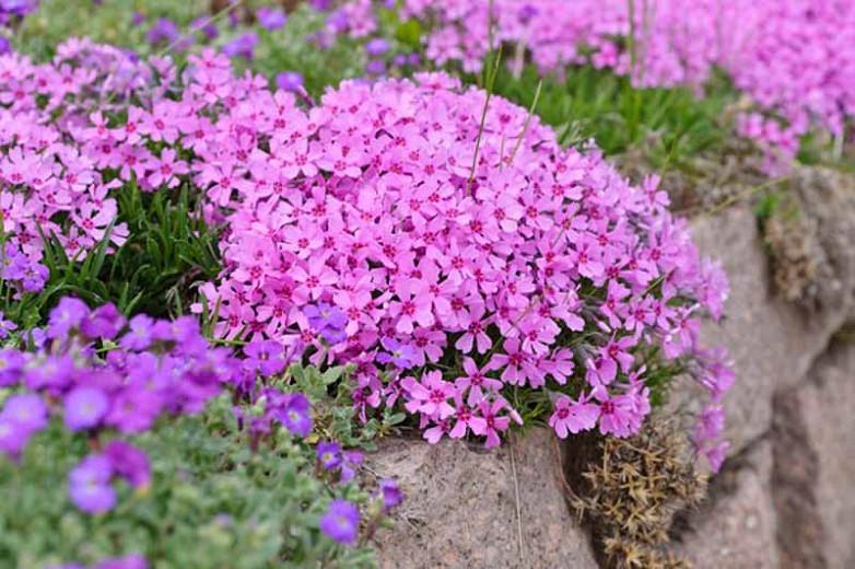 Phlox subulata (Creeping Phlox)