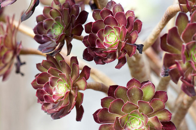 Aeoniums