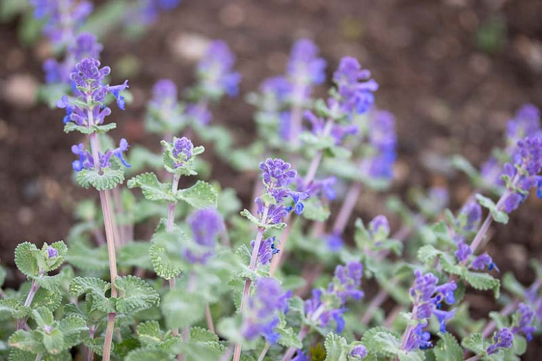 Image of Catmint (Nepeta racemosa) flower