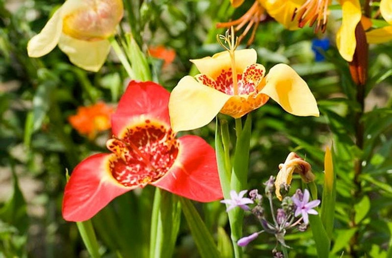 Tigridia Pavonia, Peacock Flower, Tiger Flower, Jockey's Cap Lily, Mexican Shell Flower
