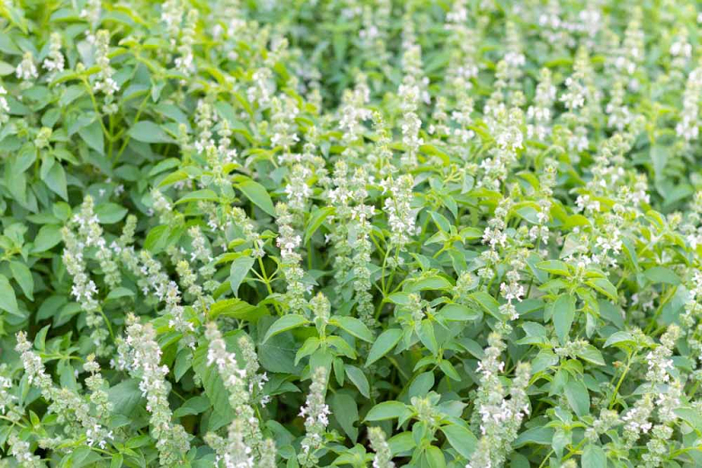 All you need to know about Basil (Ocimum basilicum)
