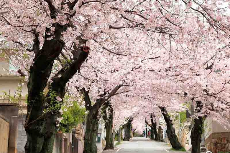 Yoshino Flowering Cherry Tree 