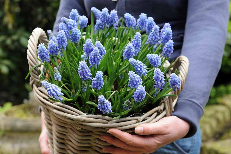 Perennial Garden Flowers 20 Grape Hyacinth Bulbs-muscari Armeniacum Beautiful Spring Blooms 