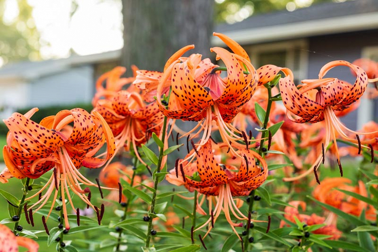 Perennial Lilies That Bloom All Summer: The Ultimate Guide ...