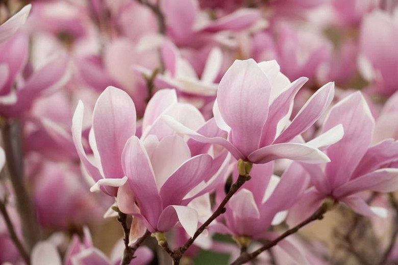 Magnolia × soulangeana, Saucer Magnolia, Tulip Magnolia, Chinese Magnolia, White magnolia, Pink magnolia, Winter flowers, Spring flowers, White flowers, Pink flowers, fragrant flowers