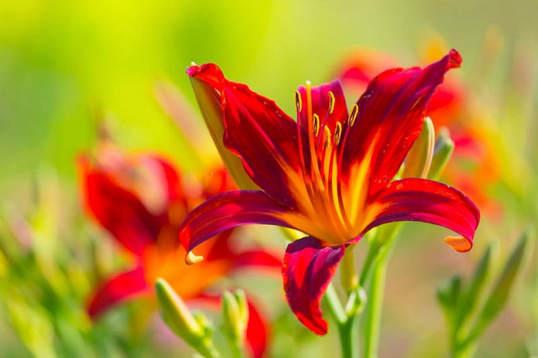 Image of Hemerocallis (Daylilies)