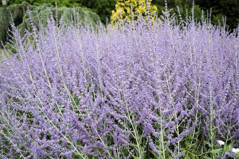Perovskia atriplicifolia, Russian Sage, Perovskia, Blue Summer Flowers, Blue Perennial, Drought Tolerant Flowers, Drought Tolerant Perennials