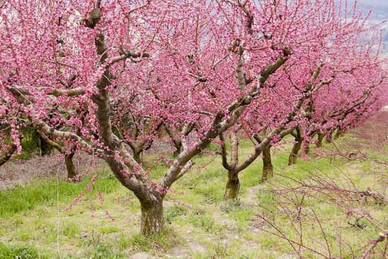 Prunus persica, Peach Tree, Flowering Tree, Fruit Tree, Pink blossoms, Pink Flowers, Peach Fruit