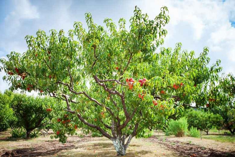 Prunus persica, Peach Tree, Flowering Tree, Fruit Tree, Pink blossoms, Pink Flowers, Peach Fruit