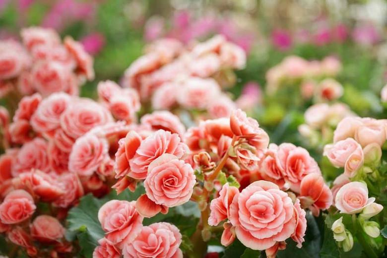 Tuberous Begonia Seed Go Go Rose Warm Colour Double Summer Flowers NEW RELEASE