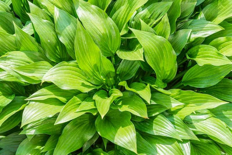 Hosta (Plantain Lily)