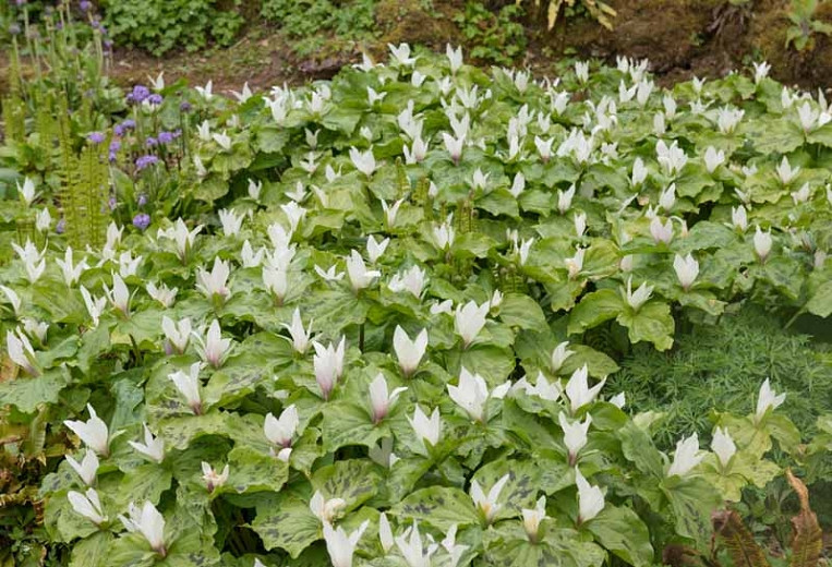 Trilliums,  Birthroot, Wood Lily, Wake-Robin, Wakerobin