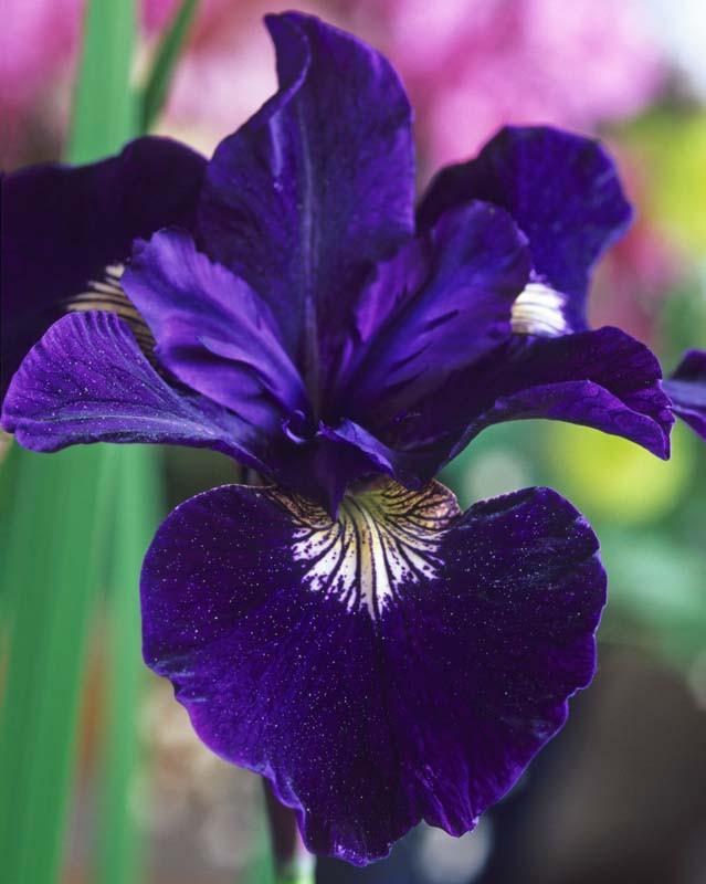 Iris sibirica 'Shirley Pope' (Siberian Iris)