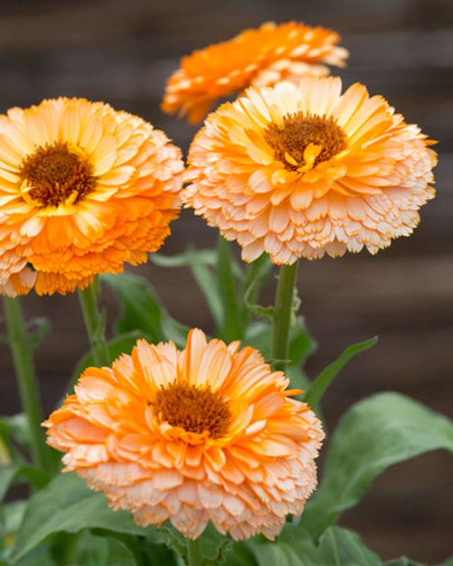 Calendula officinalis 'Pink Surprise' (Pot Marigold)