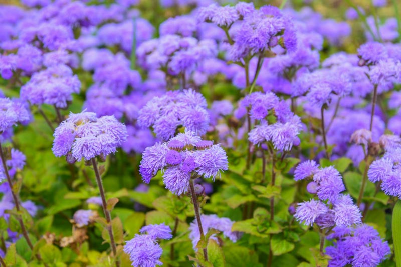 Ageratum houstonianum 'Blue Mink' (Floss Flower)
