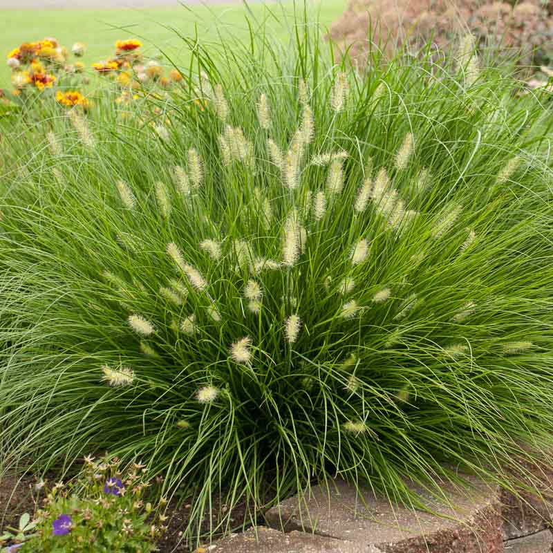 Pennisetum alopecuroides 'Little Bunny' (Fountain Grass)