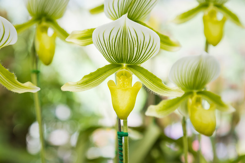 Lovely maudiae paph ladyslipper orchid blooming size 